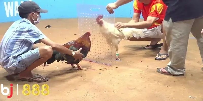 Mỗi trận đấu gà tại Campuchia có các quy định riêng về việc cá cược