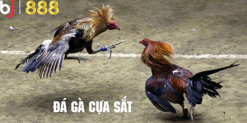 da ga cua sat anh dai dien 1