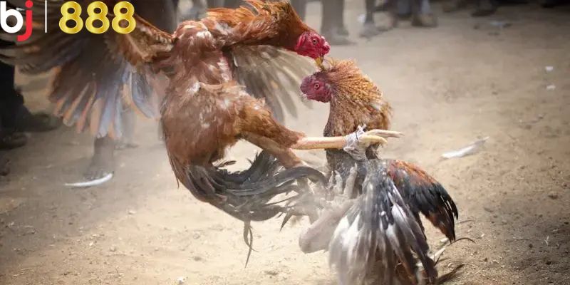 Bí quyết soi kèo cựa dao nhận ngay thưởng lớn