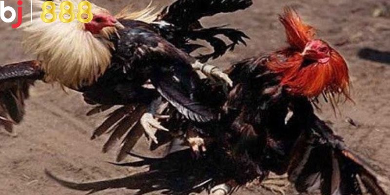 Khái quát kiểu đá gà cựa sắt là gì?