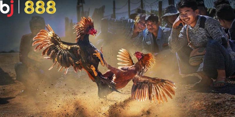 Tìm hiểu khái niệm cơ bản đá gà cựa dao là gì?