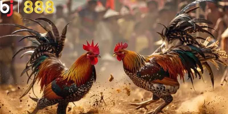 Ưu điểm và nhược điểm khi tham gia các cược đá gà cựa sắt