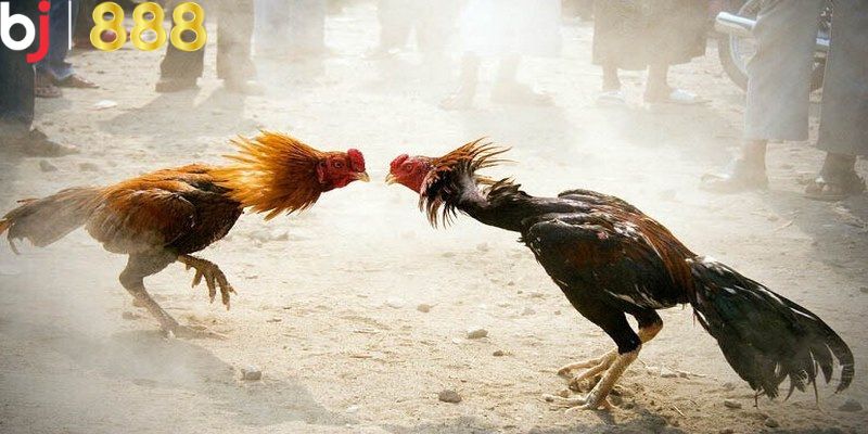 Đá gà trực tiếp C1 là gì?