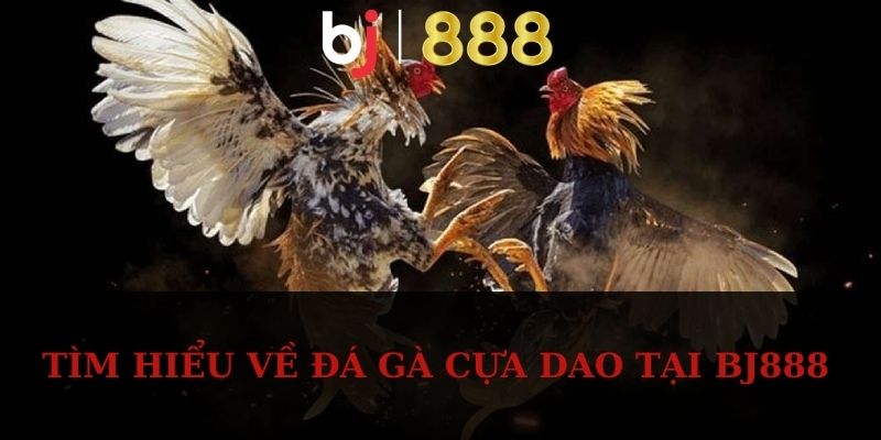 Tìm hiểu về đá gà cựa dao tại BJ888
