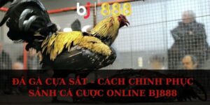 da ga cua sat anh dai dien