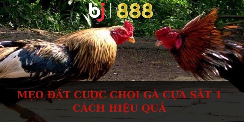 Mẹo đặt cược chọi gà cựa sắt 1 cách hiệu quả
