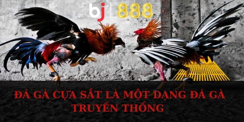 Đá gà cựa sắt là một dạng đá gà truyền thống