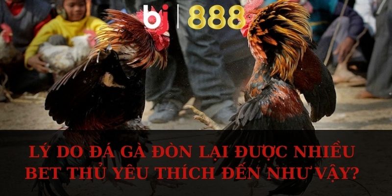 Lý do đá gà đòn lại được nhiều bet thủ yêu thích đến như vậy?