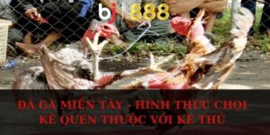da ga mien tay anh dai dien