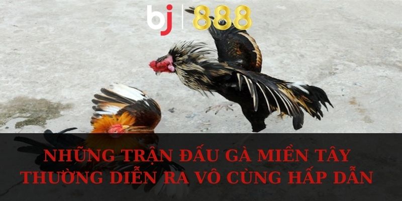 Những trận đấu gà miền Tây thường diễn ra vô cùng hấp dẫn