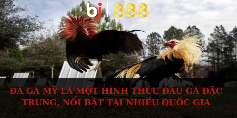 Đá gà Mỹ là một hình thức đấu gà đặc trưng, nổi bật tại nhiều quốc gia