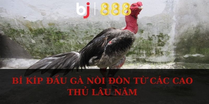 Bí kíp đấu gà nòi đòn từ các cao thủ lâu năm