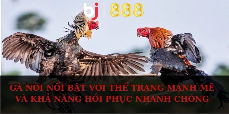 Gà nòi nổi bật với thể trạng mạnh mẽ và khả năng hồi phục nhanh chóng