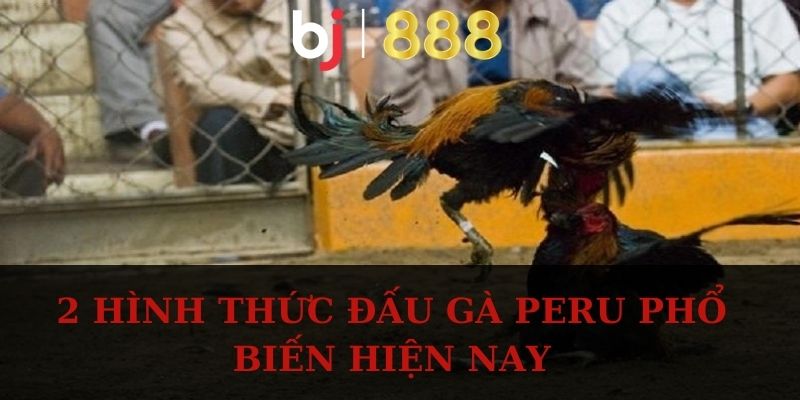 2 hình thức đấu gà Peru phổ biến hiện nay