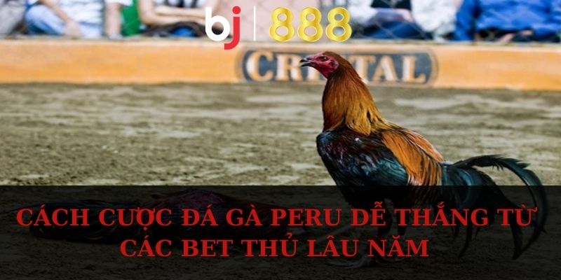 Cách cược đá gà Peru dễ thắng từ các bet thủ lâu năm