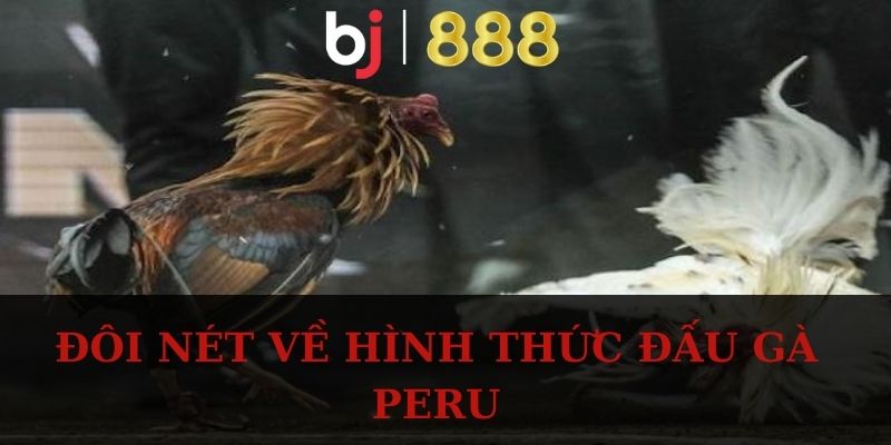 Đôi nét về hình thức đấu gà Peru