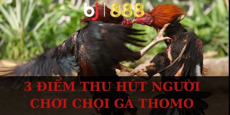 3 điểm thu hút người chơi chọi gà Thomo
