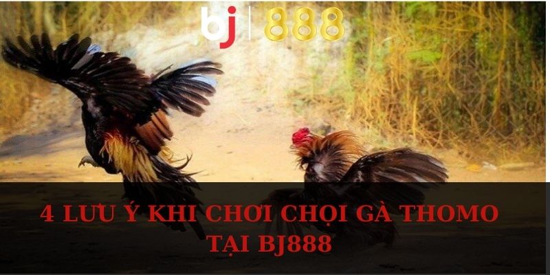 4 lưu ý khi chơi chọi gà Thomo tại BJ888