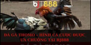da ga thomo anh dai dien