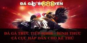 da ga truc tiep anh dai dien