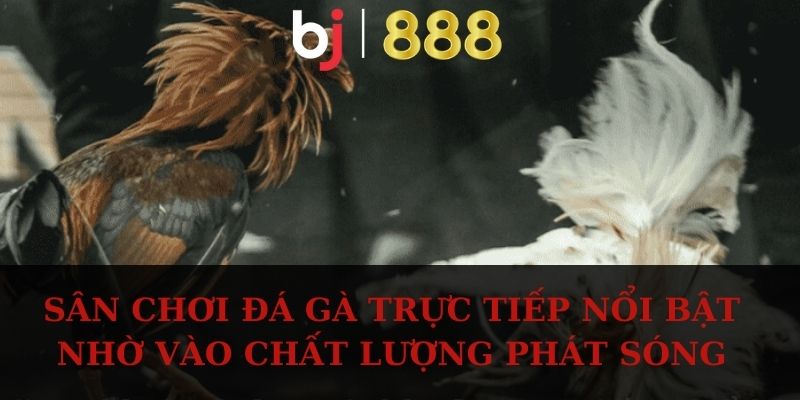 Sân chơi đá gà trực tiếp nổi bật nhờ vào chất lượng phát sóng