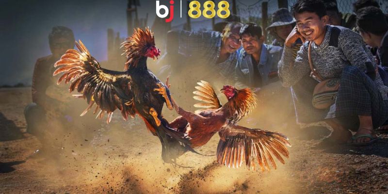 BJ888 Hướng dẫn cách bảo quản cựa gà