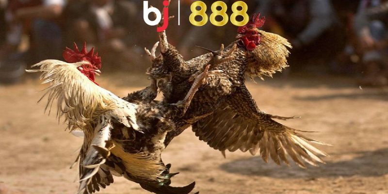 Khái niệm về đá gà ăn 8 là gì?