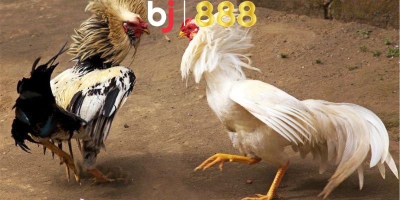 Kinh nghiệm chơi dễ thắng từ các cao thủ