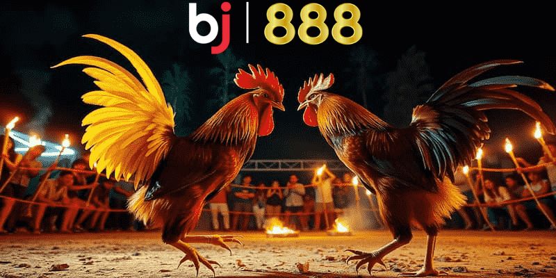 Bật mí cách chơi đá gà tăng khả năng thắng hiệu quả