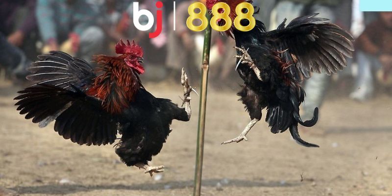 da ga den la gi anh dai dien