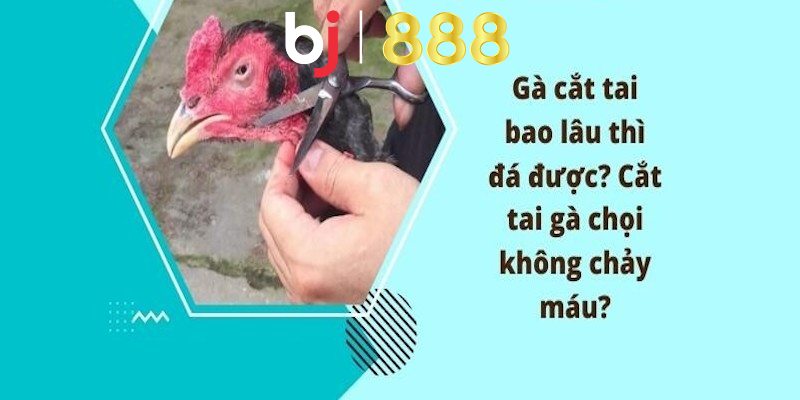 Loại bỏ nguy cơ bị tấn công vào dái tai gà hiệu quả