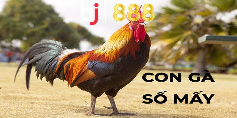 Vậy gà đá số mấy có thể có những ý nghĩa gì?