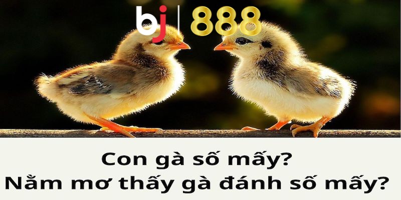 Tìm hiểu ý nghĩa liên quan đến giấc mơ chọi gà