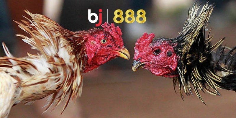 Hãy cho gà chạy lồng vào mỗi buổi sáng