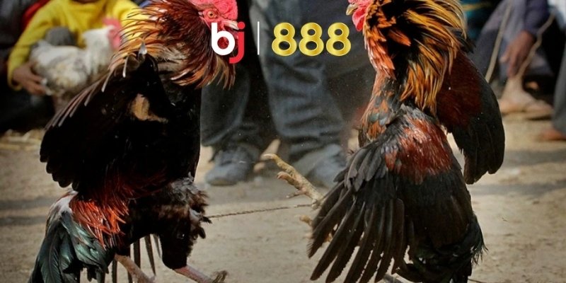 Gà trước khi đá nên làm gì cho đúng