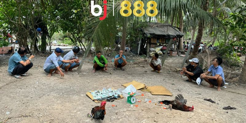 Tại sao đá gà bị bắt?