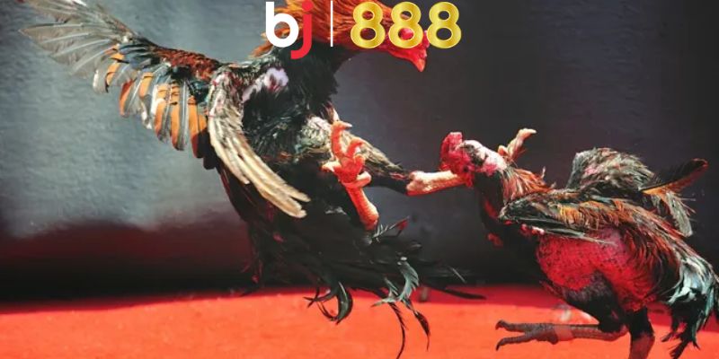 Tìm hiểu bộ môn đá gà