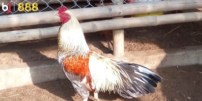 Thông qua các đời bố, mẹ, con