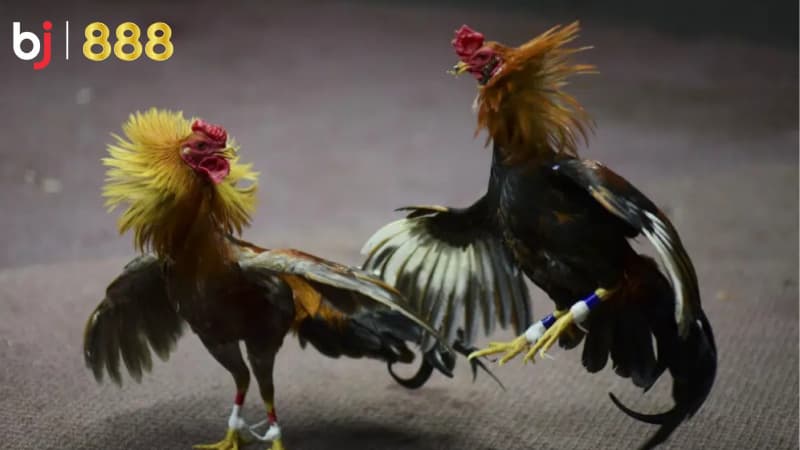 cách chọn giống gà chọi tốt
