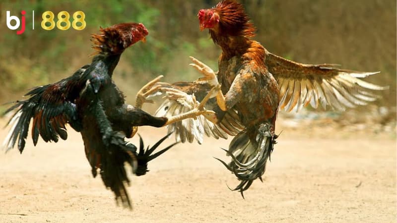 cách chọn giống gà chọi tốt