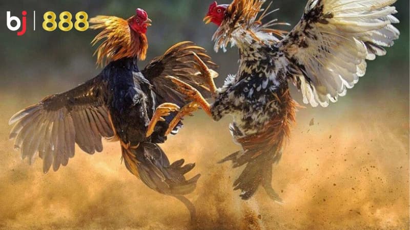 cách chọn giống gà chọi tốt