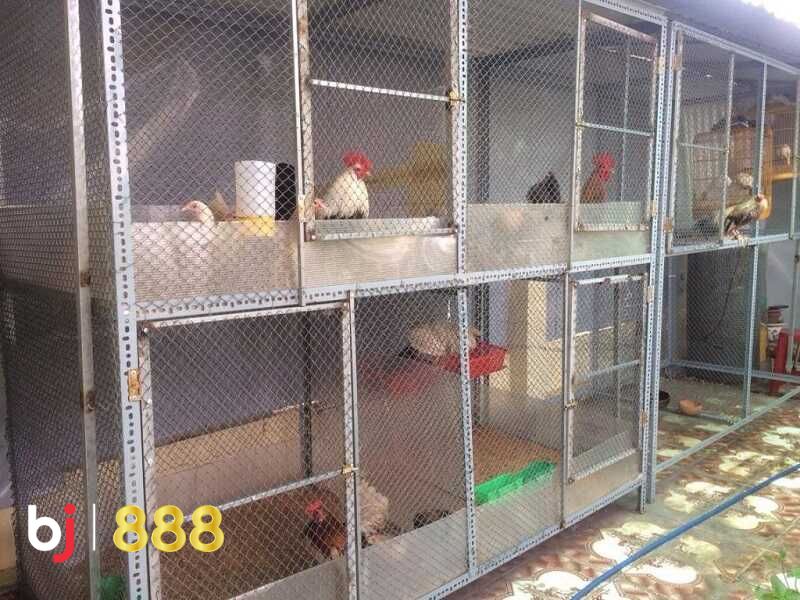 Cách làm chuồng gà chọi
