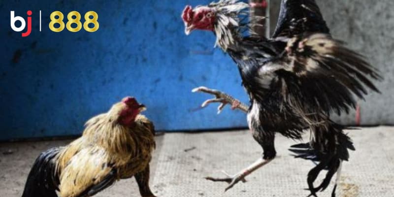 Cách nhận biết gà chọi tốt