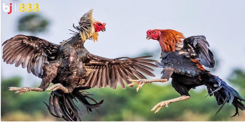 Cách nuôi gà chọi đòn