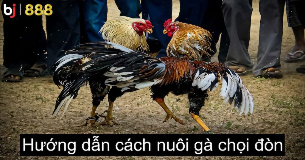 Cách nuôi gà chọi đòn