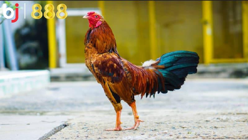 Cách nuôi gà đá khoẻ mạnh