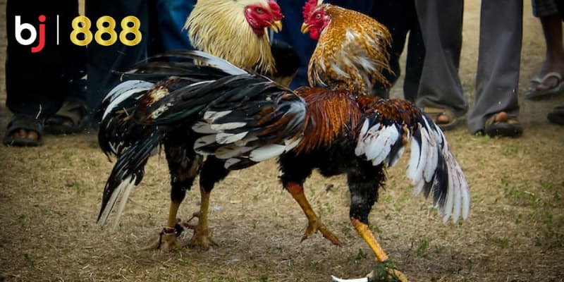 Chăm sóc gà chọi
