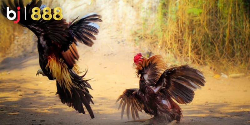 Chăm sóc gà chọi