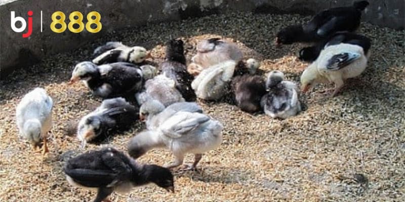 Chăm sóc gà chọi con
