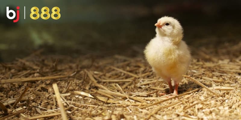 Chăm sóc gà chọi con
